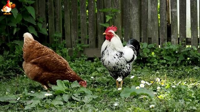Любовь птицевода к Курочкам 🐥🐔🥚 Нежное видео 🐓 Версия (51)