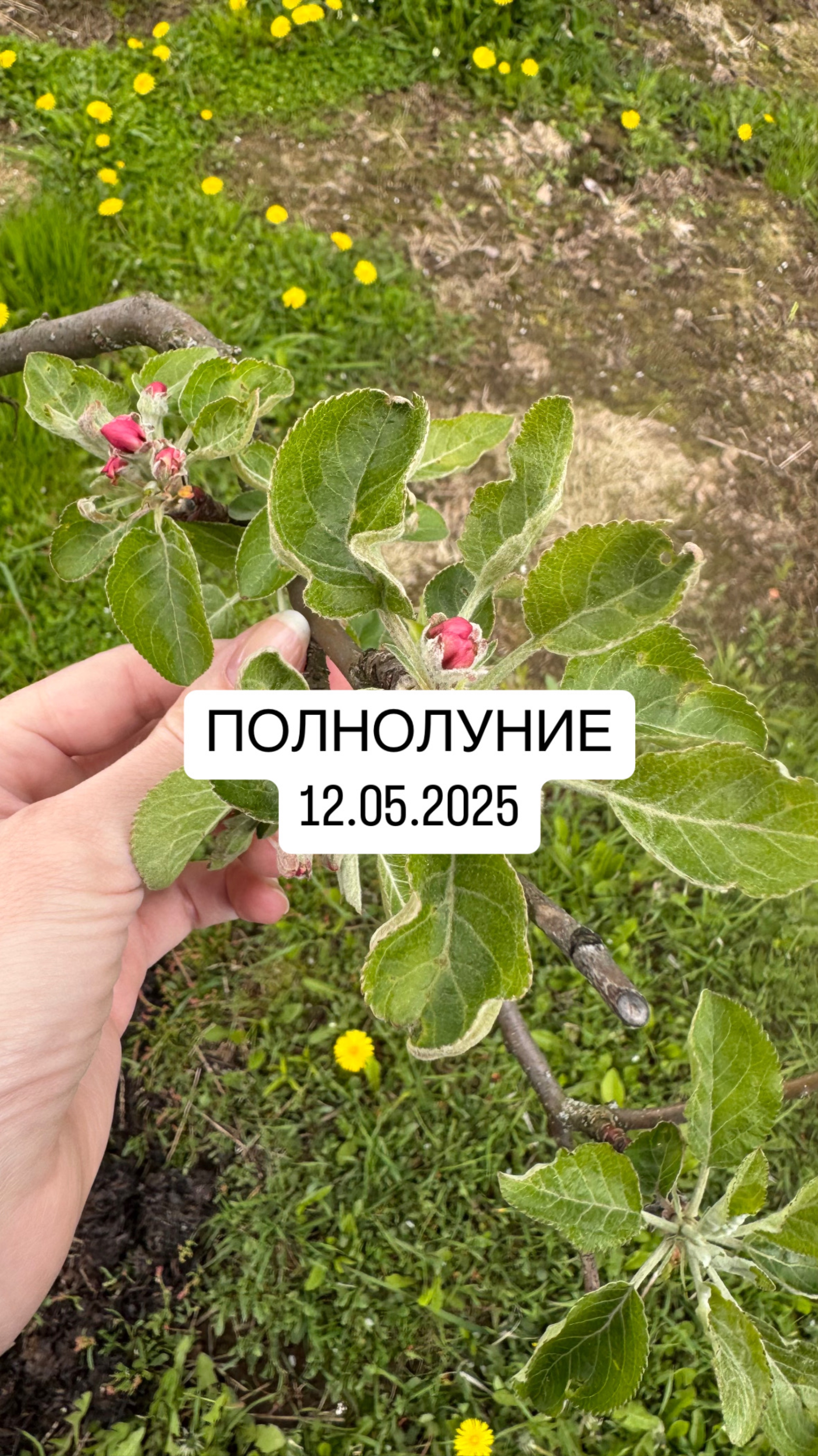 Полнолуние 12.05.2025