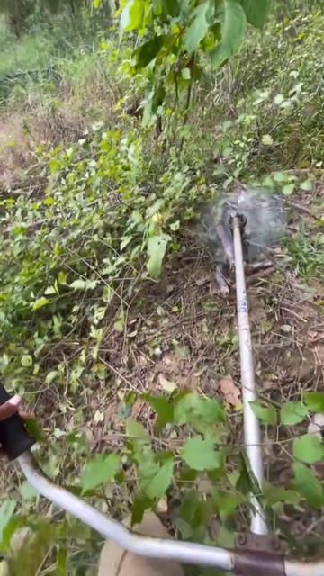 Удаление деревьев и кустарников с участка - зачем и как выполнить расчистку