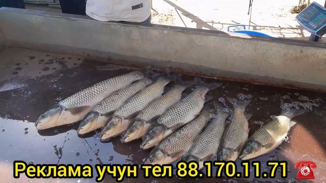 ХАЗОРАСПДА БАЛИК ВА МЕВА НАРХЛАРИ 22 АВГУСТ 2024.Г