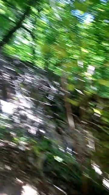 Большой орешник Хапхала