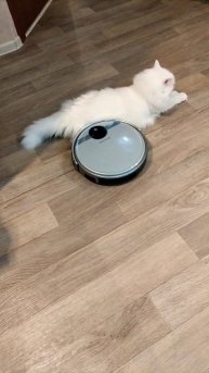 Жёсткий массаж коту Мартину от робота пылесоса.