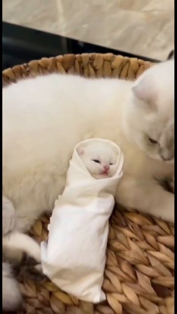 Кото шаурма