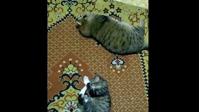 Коты и палочки с мятой. Мелкая кошка Кусачка и Кот Жулик.