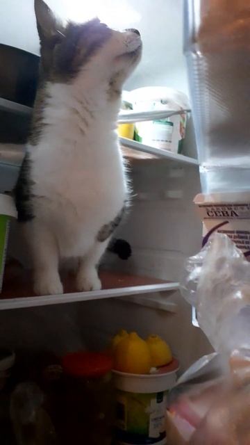 КОТ И ХОЛОДИЛЬНИК/cat and fridge