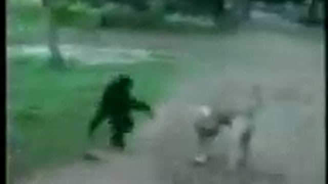 Прикол обезьяна и собака