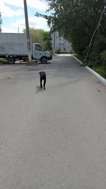 дворнини сабакини
