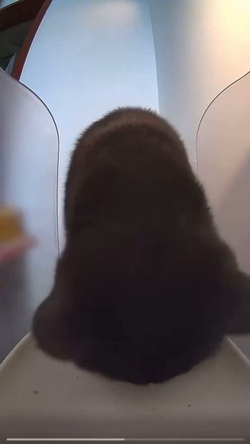 Фифти 103