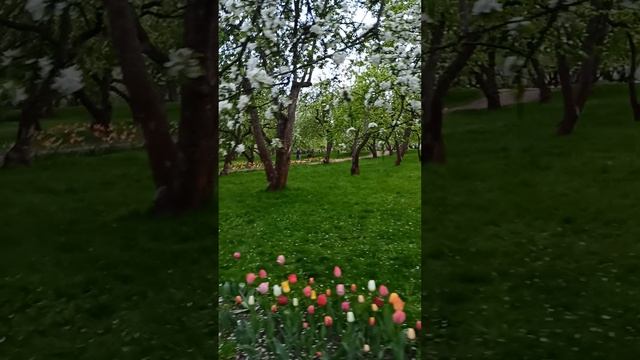 Красота