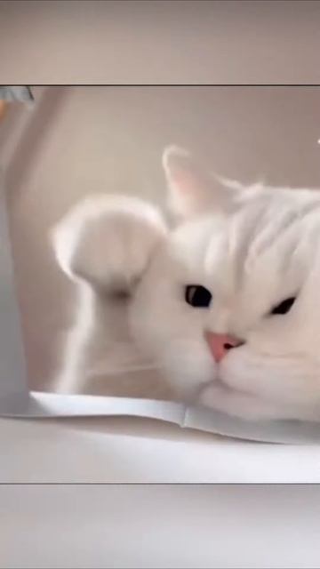 Funniest cats 😸 vol 75