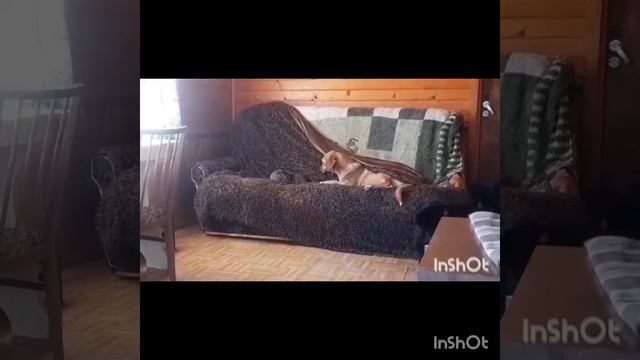 Будни питомцев в приюте #помощьбездомным #собака #cat #возьмисобакуизприюта
