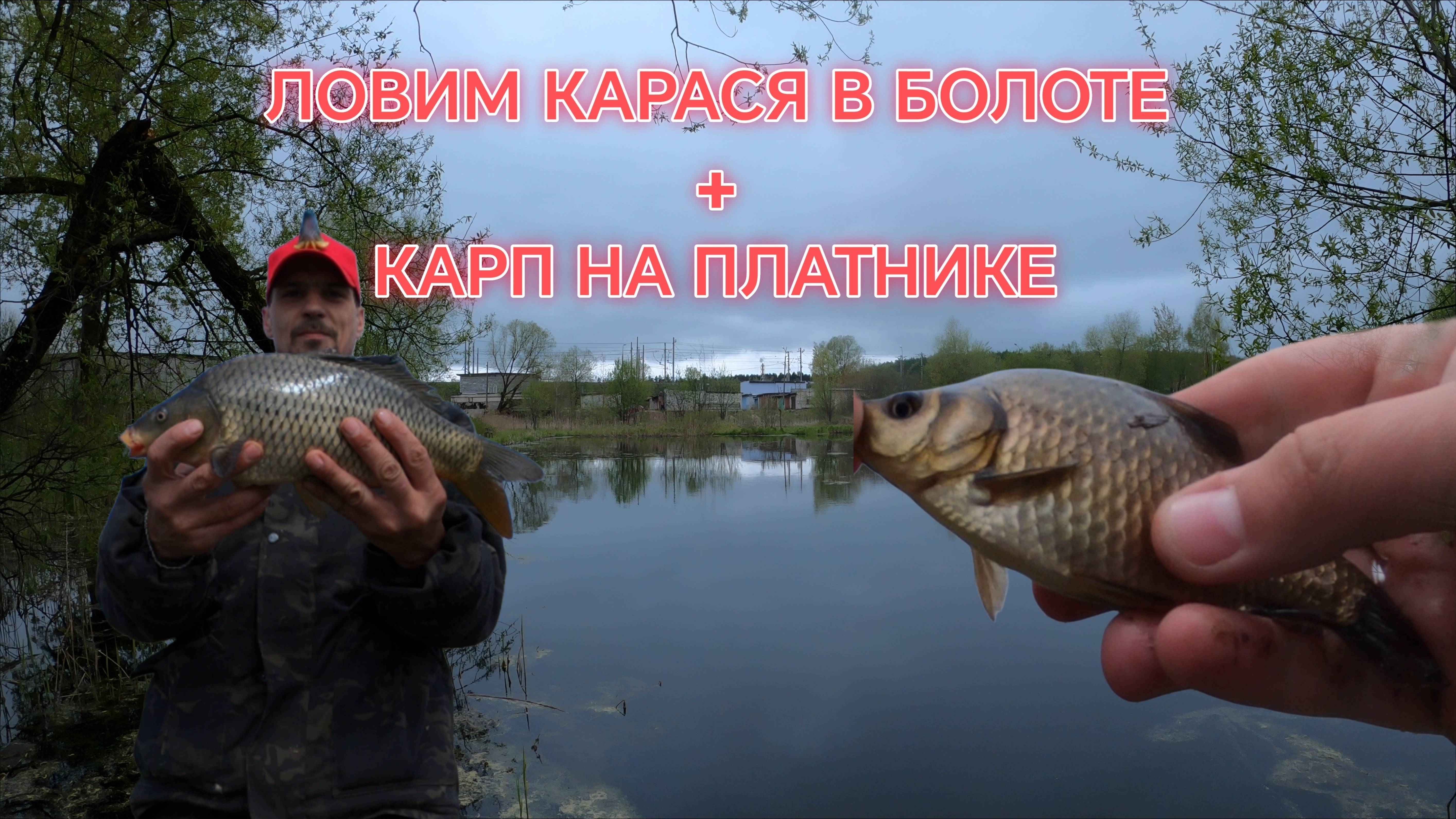 ЛОВИМ КАРАСЯ В БОЛОТЕ + КАРП НА ПЛАТНИКЕ