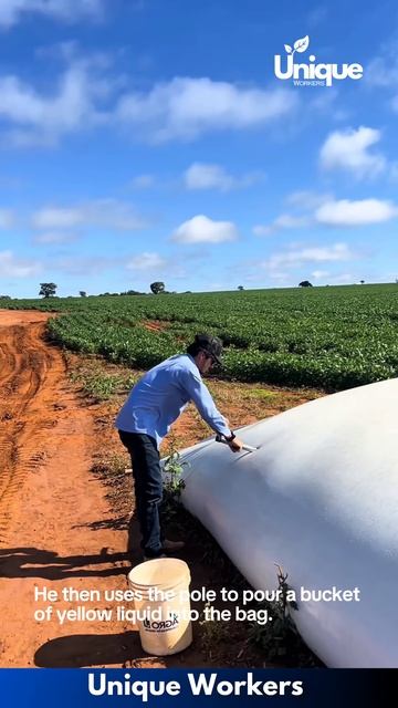 Fertilizer application for crops- The workers do their job perfectly ｜｜ #machine #shorts