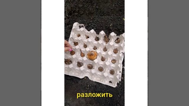 Как посадить нарцисс в яичной касете