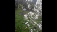 БЕЛАЯ ВЕСНА....