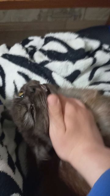 котик