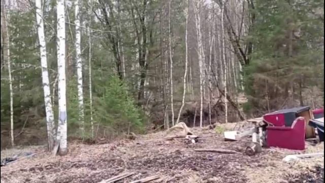 Следы пребывания после вырубки леса золотодобытчиками