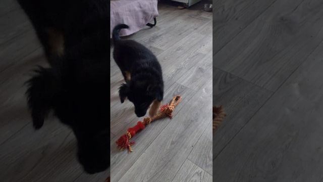 Будни маленького Махи