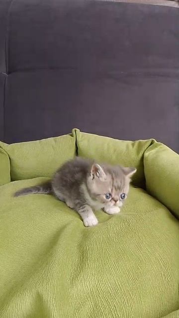Экзотик кукольной внешности. Котик.