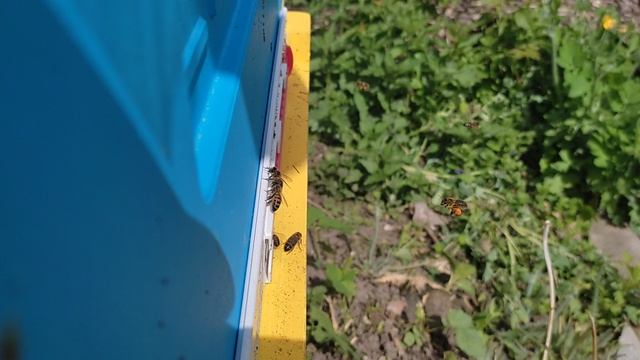 2025-05-12. Пчёлы. Карника. 2 дня после приобретения пчелопакета.