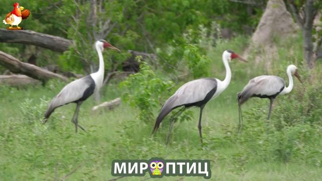 Мир птиц – красота и грация пернатых созданий Природы 🦩🦚🦜 Выпуск (111) 🦉🐦🐤