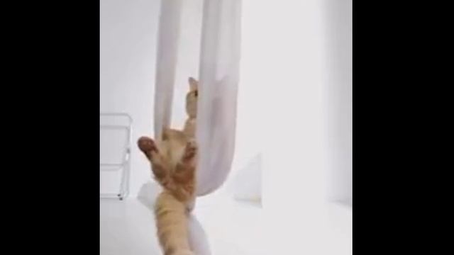 Детская песенка "Замуж за Кота."