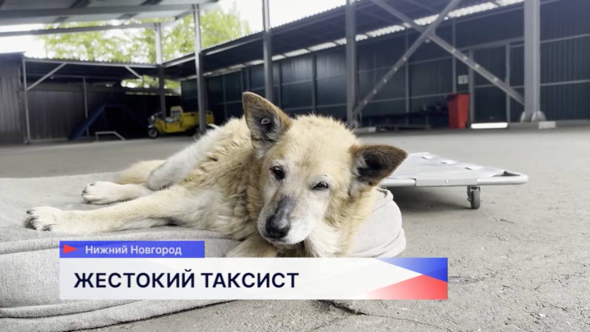 Жестокий водитель такси в Нижнем Новгороде доставил искалеченную собаку к приюту «Сострадание-НН»