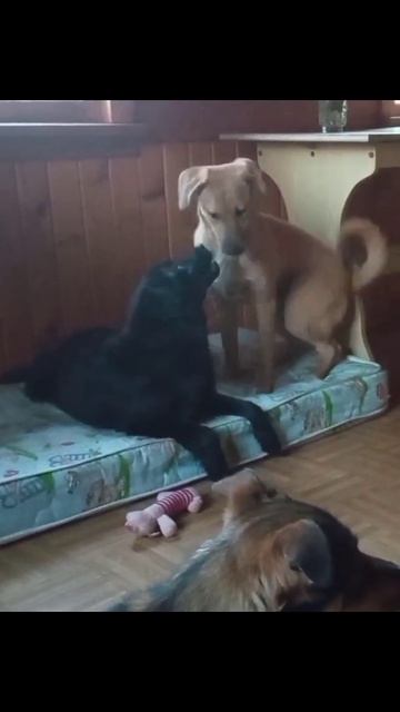 Неожиданное предложение #возьмисобакуизприюта #помощьбездомным #собака