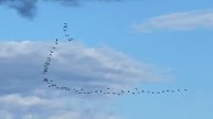 Амур