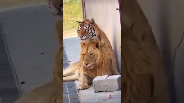 Тигро лев