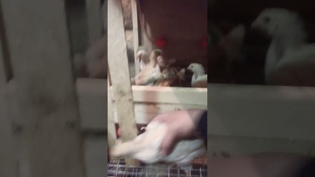 Цыплята разных пород.