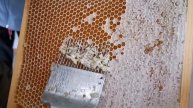 ВОТ ПОЧЕМУ ВАШИ ОГУРЦЫ НЕ РАСТУТ – ШОК!