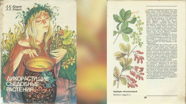Барбарис обыкновенный Berberis vulgaris L.