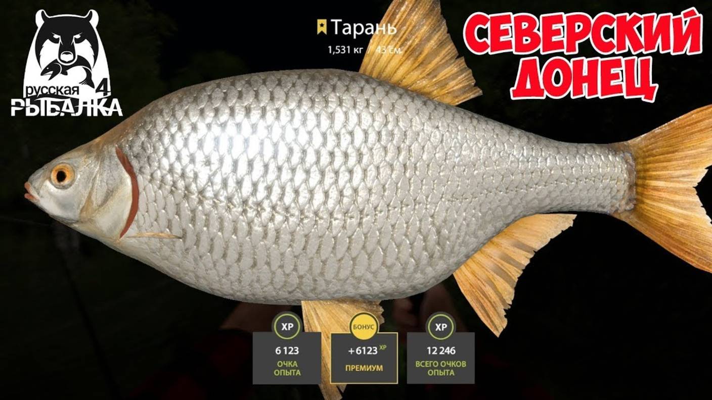 СУПЕР ФАРМ НА ТАРАНИ И ОТЛИЧНАЯ ПРОКАЧКА ДЛЯ НОВИЧКА НА СЕВЕРСКОМ ДОНЦЕ В РУССКОЙ РЫБАЛКЕ 4 РР4