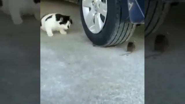 ПРИКОЛЬНЫЕ КОТИКИ