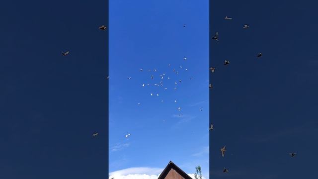 голуби-краснодарский край. голуби  Мехи.. хутор победа🔥🕊️😍