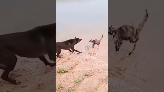 Смешные животные #14