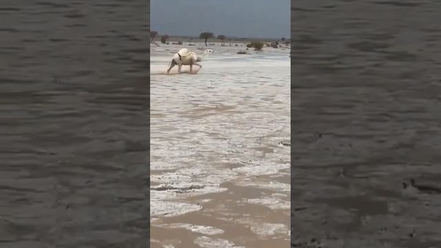 В Саудовской Аравии аномальная погода, там в пустыне р