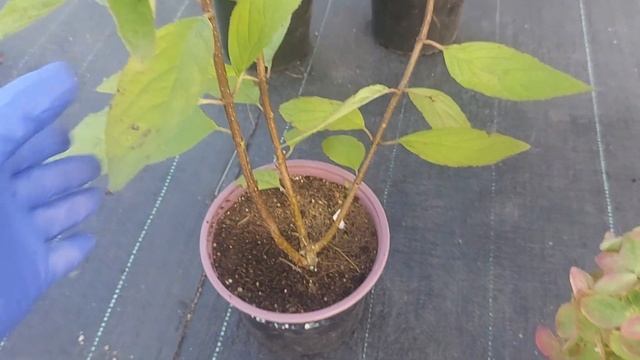 Такая разная Металлика. Гортензия чудит и восхищает💗