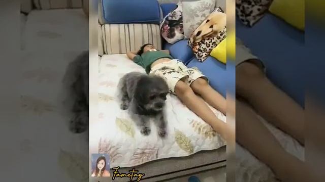 Смешные видео про псов, азиаты, китайцы...