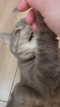 Что за Лев этот Кот Феня❤️🔥😻