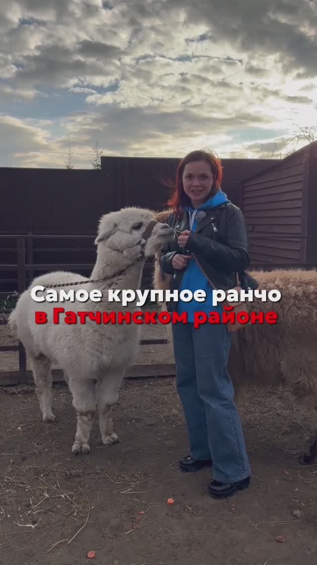 Ранчо «Авенсис»