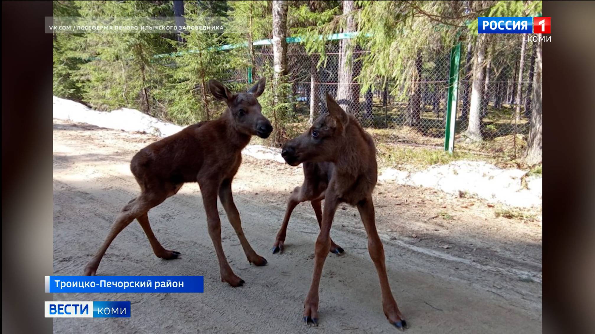 На лосеферме в Якше Троицко-Печорского района вновь пополнение