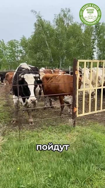 Коровки ждали пастуха, что бы он выпустил их на долгожданную траву!