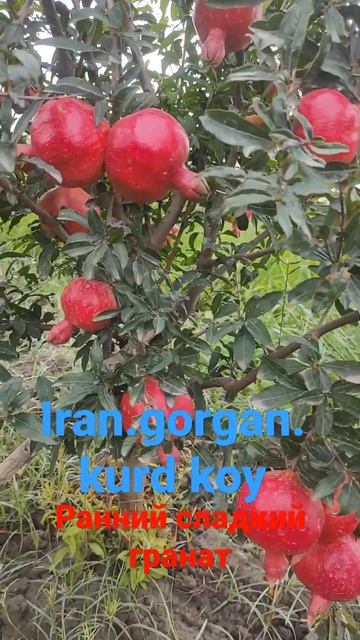 Ранний сладкий гранат. Early sweet pomegranate.    انار شیرین.گرگا?