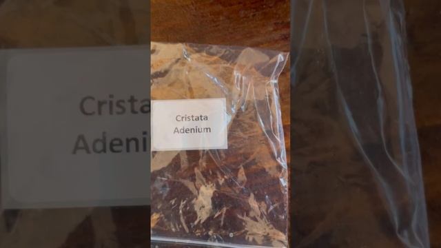 Стоят как «солдатики». Похвалиться есть чем! Адениумы