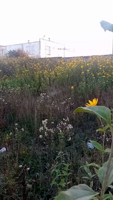 красивые цветы возле пруда простое видео