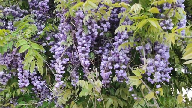 🌿🌸Глициния Вистерия. Ещё один вид глицинии цветëт в