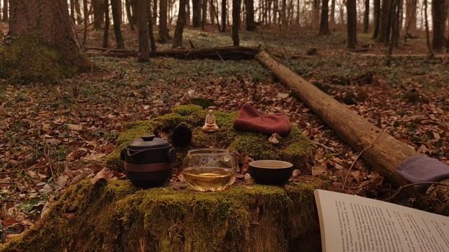 Шуршащий чай в лесу. Видео для фона