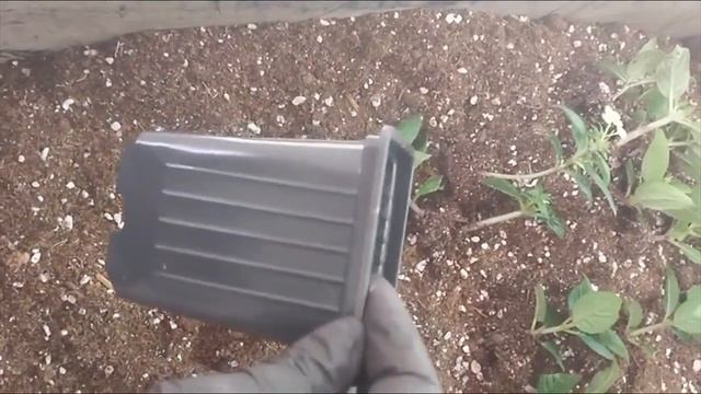 пересадка черенков гортензии Полистар